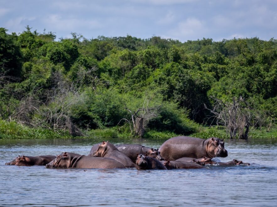 Nile Safari Lodge, Murchison Falls National Park, Uganda