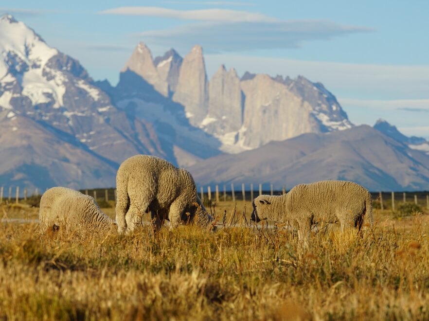 Scenery, Estancia Cerro Guido, Torres Del Paine, Chile