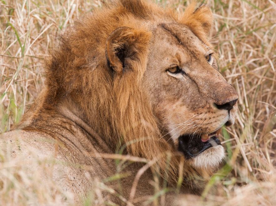 Kuro, Tarangire, Tanzania