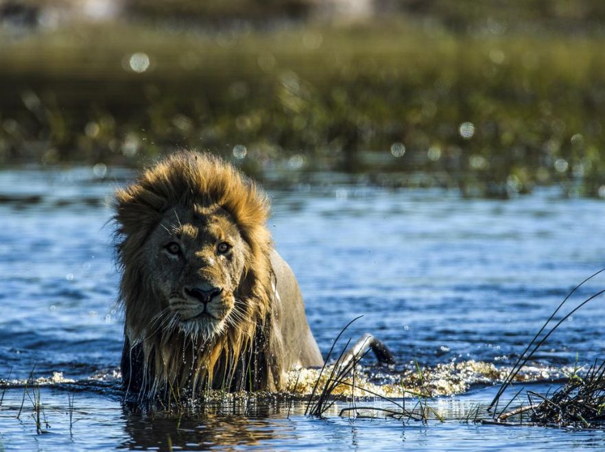 Duba Plains, Okavango Delta, Botswana