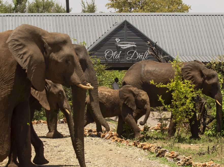 elephants at Old Drift Lodge, Victoria Falls, Zimbabwe