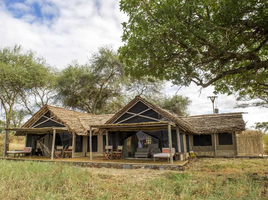 Kuro, Tarangire, Tanzania