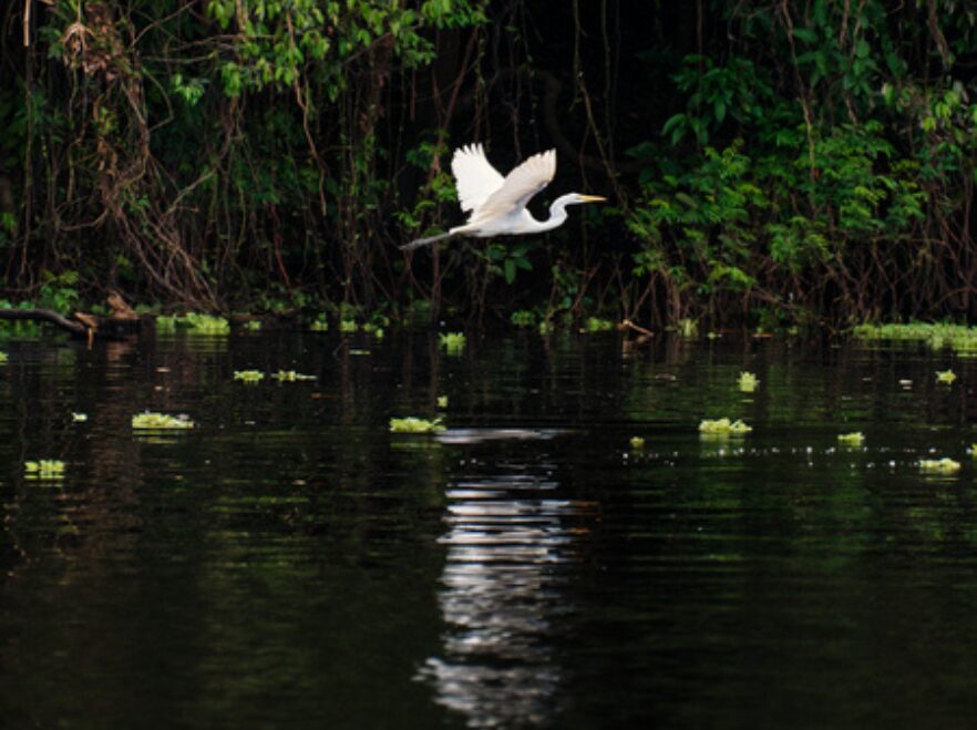 Pure Amazon, Peruvian Amazon