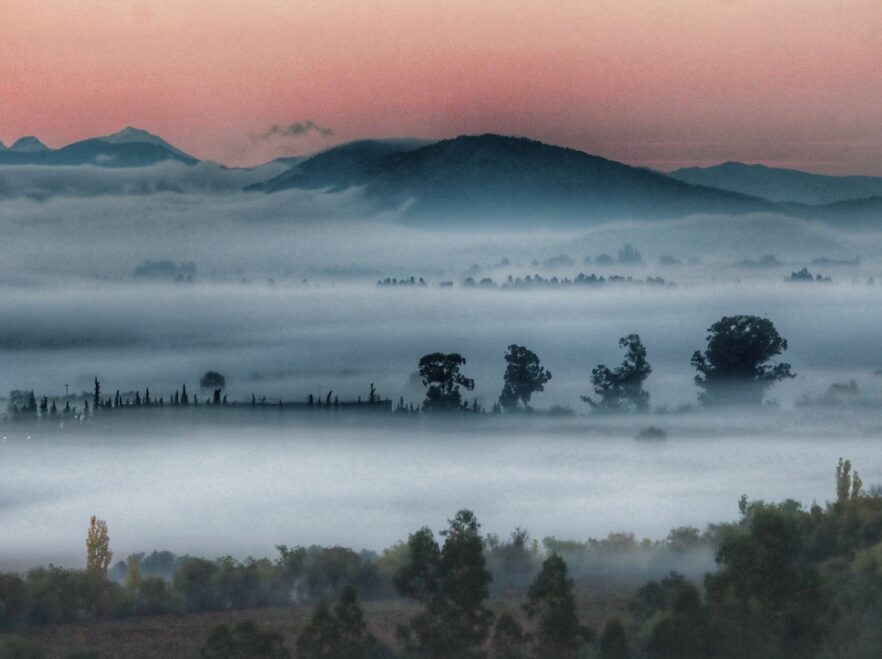 Sunrise over the vines of the Central Valleys