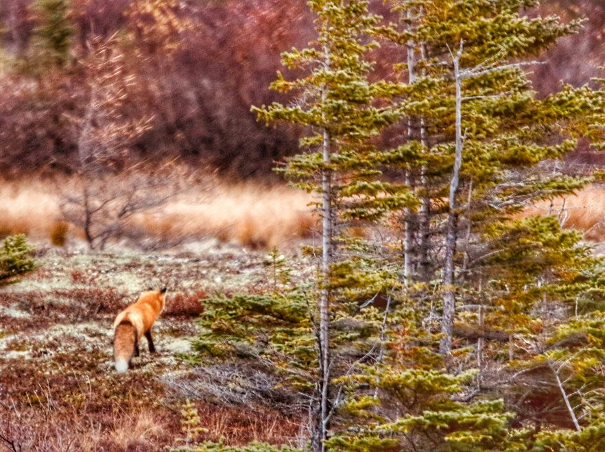 A red fox exploring the tundra near Churchill - JG