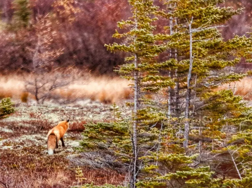 A red fox exploring the tundra near Churchill