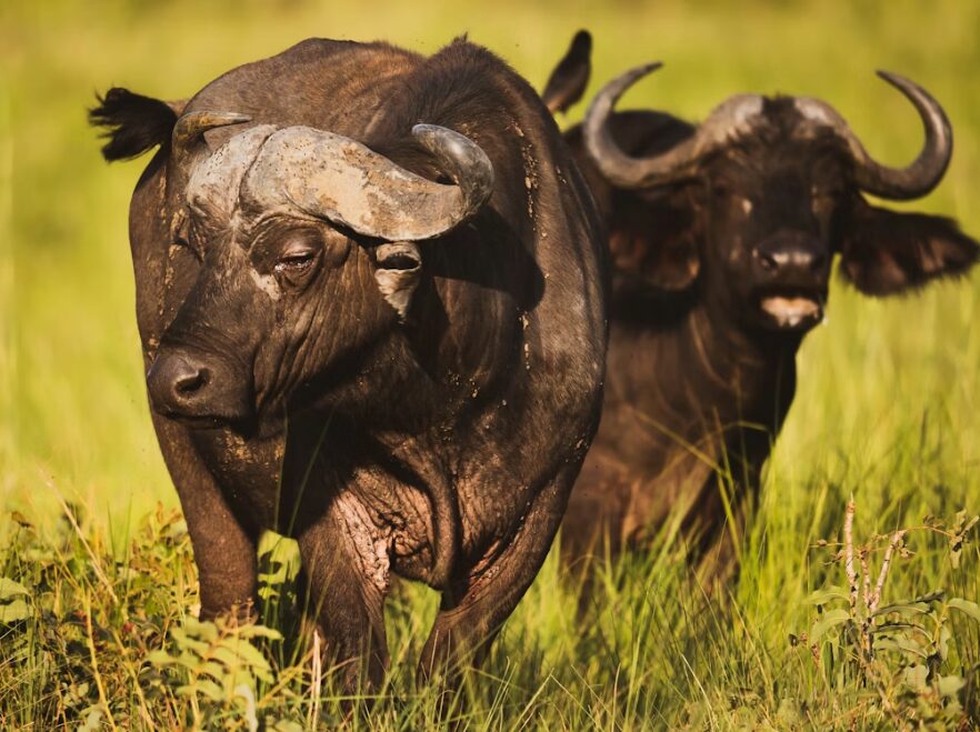 Queen Elizabeth National Park, Uganda
