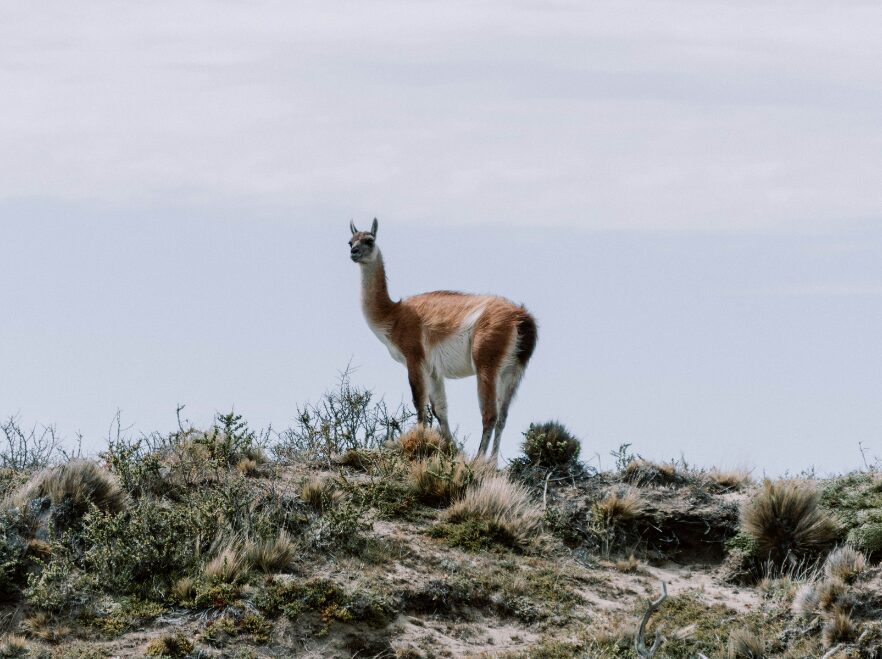 A guanaco in Tierra del Fuego