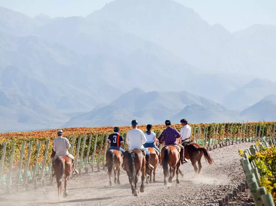 Ride through the vines