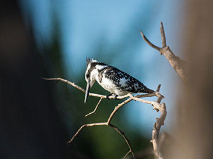 Kingfisher spotted near Sindabezi Lodge, Victoria Falls, Zambia