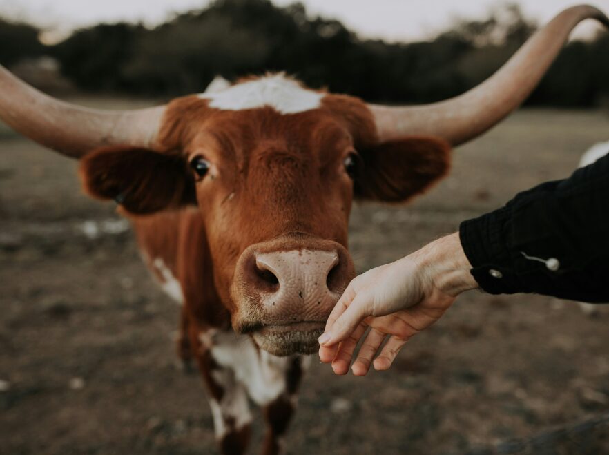 Meet the locals, Austin, Texas