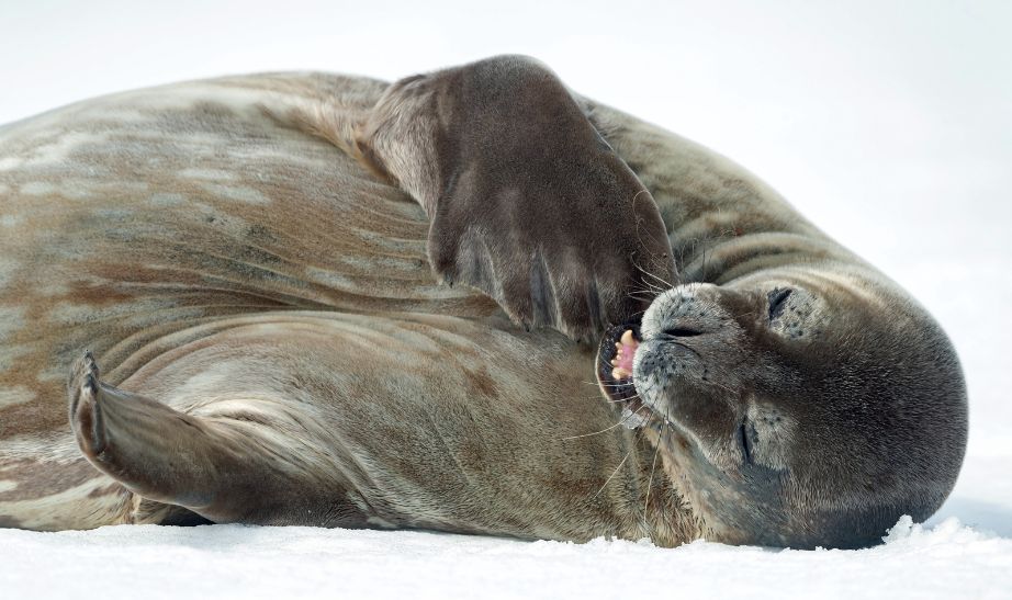 Seal in Antarctica - Swann