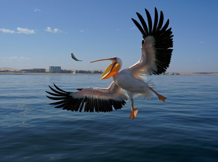 meet the pelicans of Walvis Bay