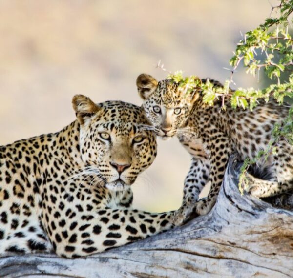 Okonjima Nature Reserve