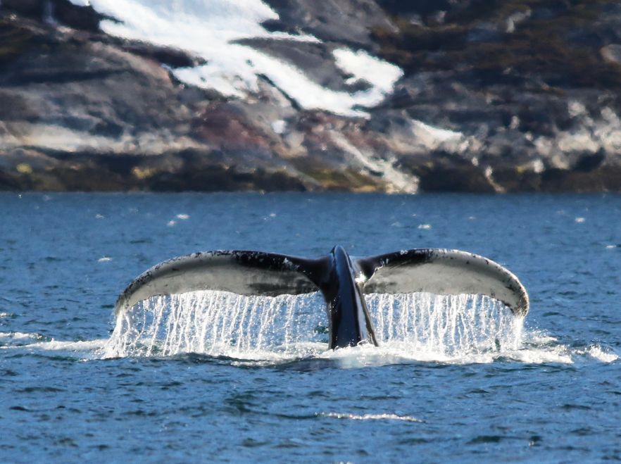 Whale watching from the SH Vega