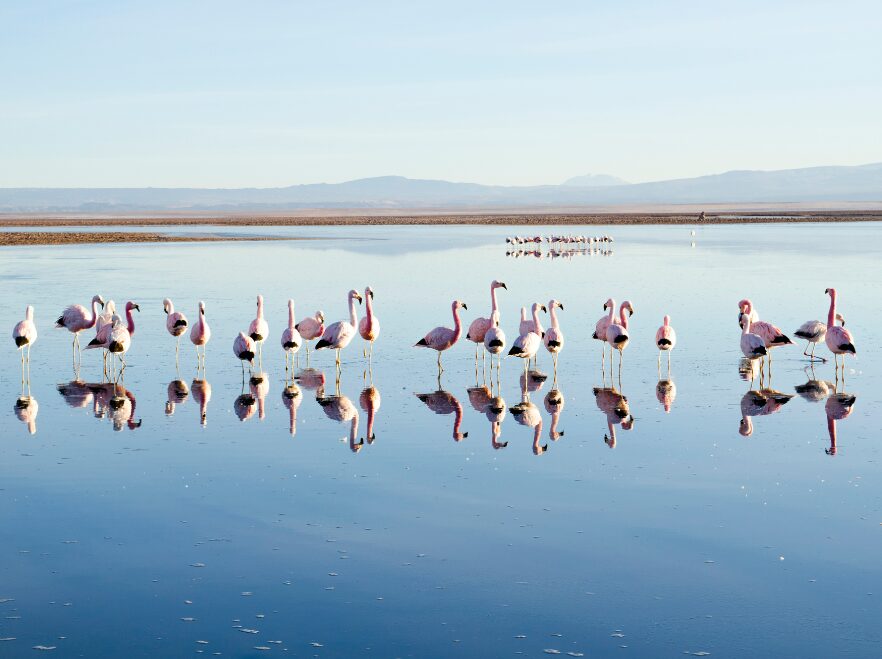 Flamingos of the Atacama