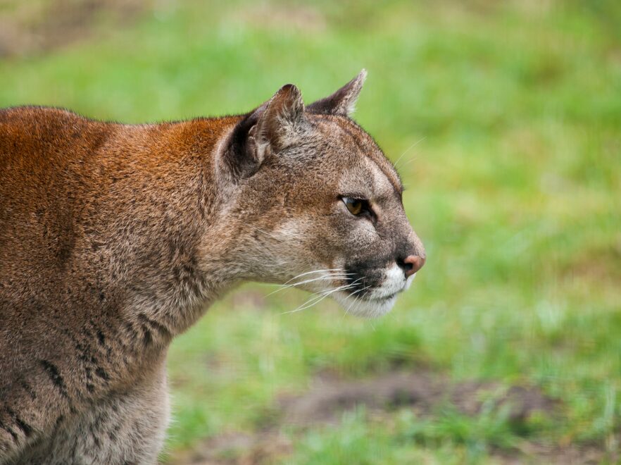 Puma, Estancia Cerro Guido, Torres Del Paine, Chile