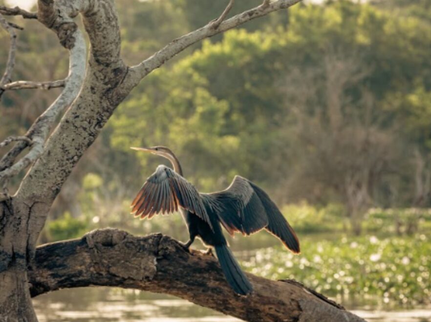 Nile Safari Lodge, Murchison Falls National Park, Uganda