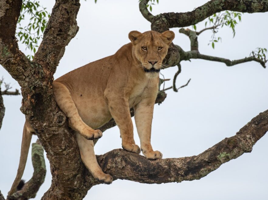 Nile Safari Lodge, Murchison Falls National Park, Uganda