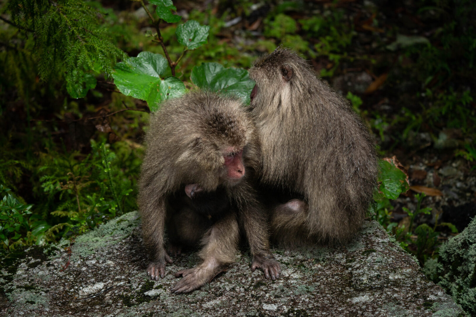 Yakushima, Japan - Heritage