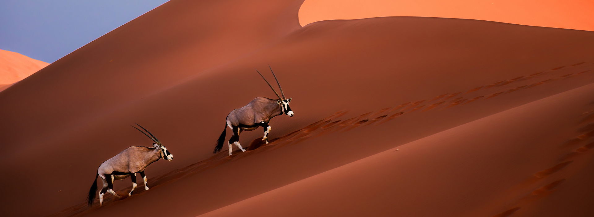 Oryx roaming the sand dunes of the Namib Desert