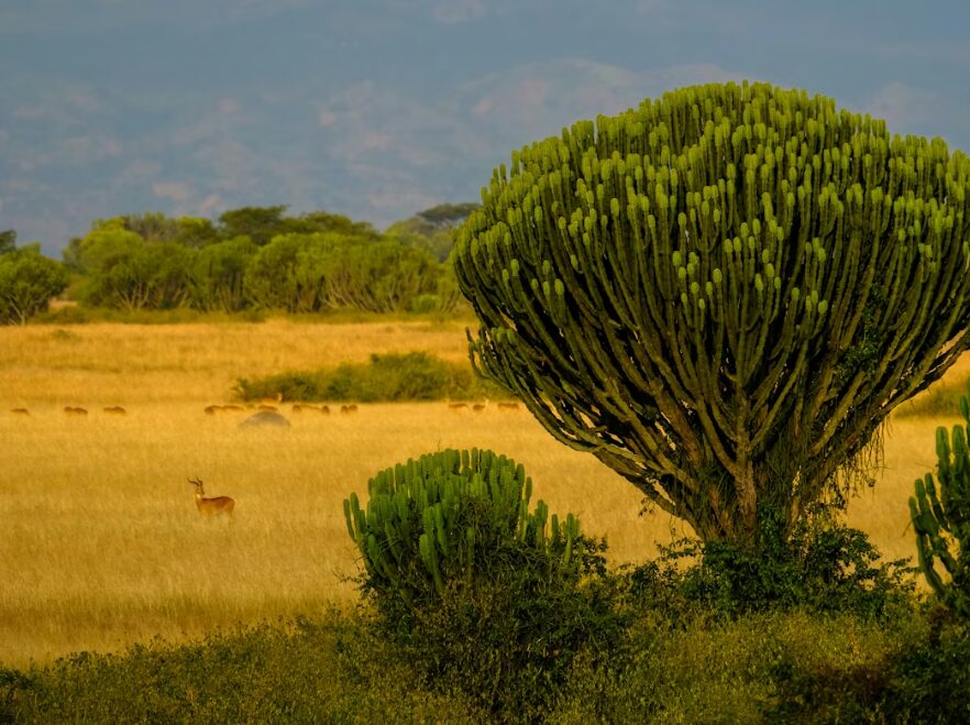 Queen Elizabeth National Park, Uganda