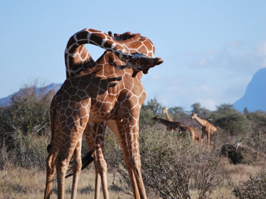 Reticulated giraffes spotted near Moon's Camp