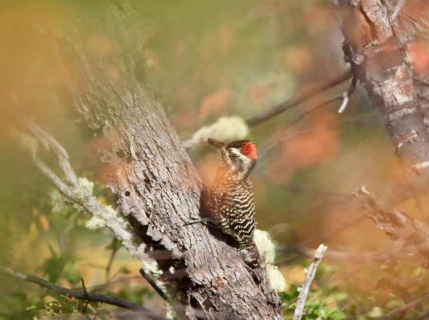 A woodpecker in Torres del Paine