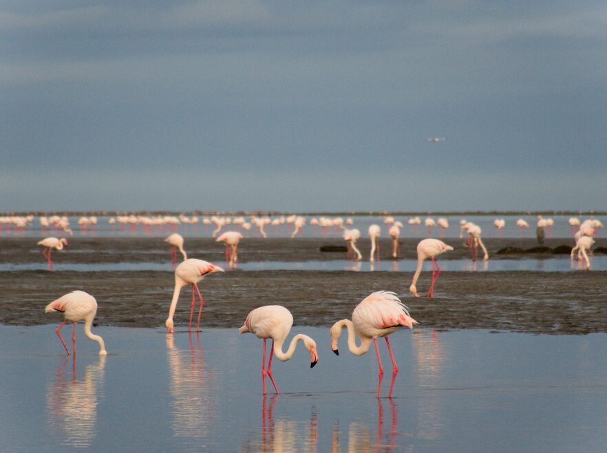 Flamingoes near Swakopmund