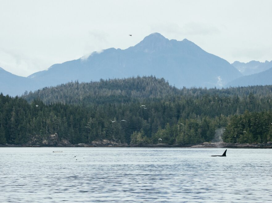 Orca spotted near Nimmo Bay