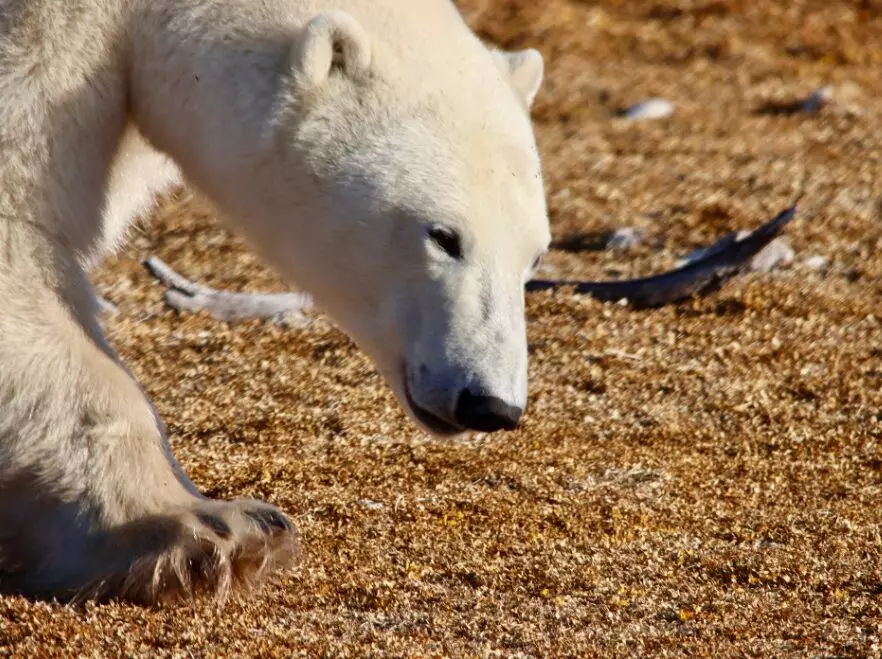 Polar bear in Wapusk National Park, Churchill