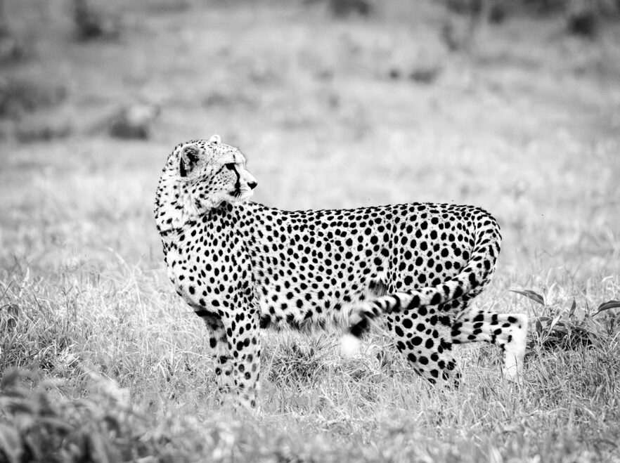 A cheetah seen near Moon's Camp