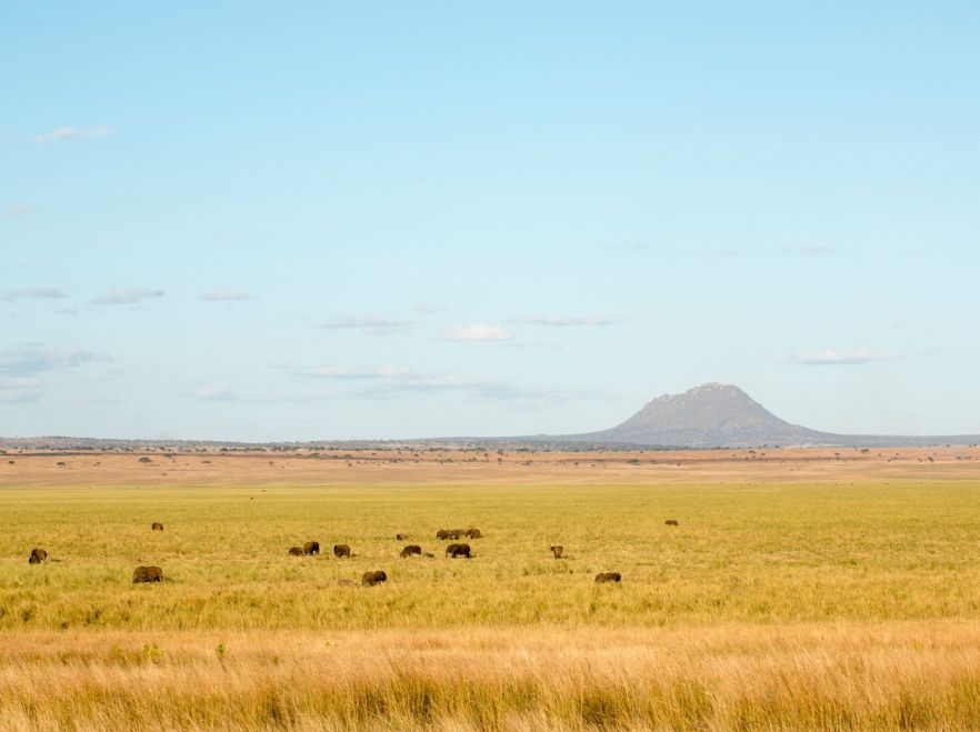 Kuro, Tarangire, Tanzania