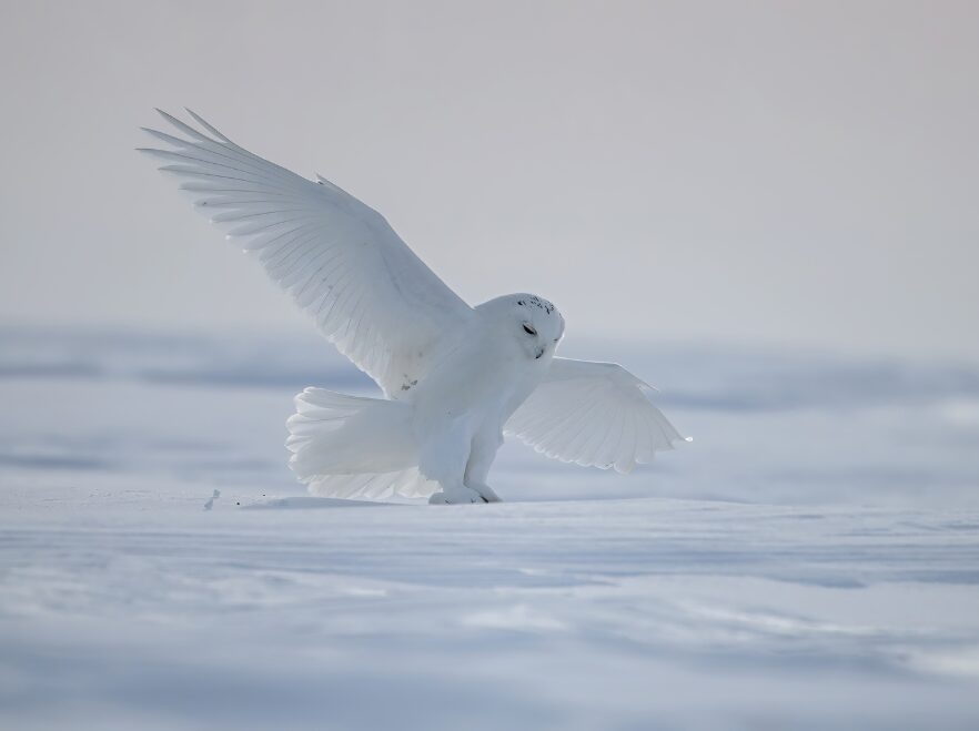 Snowy Owl in the Snowy Plains of Saskatchewan, Canada