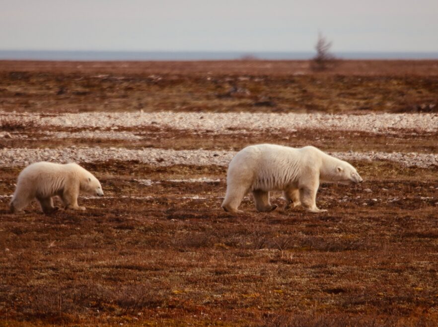 Mother and cub on the tundra in Wapusk National Park, Churchill JG