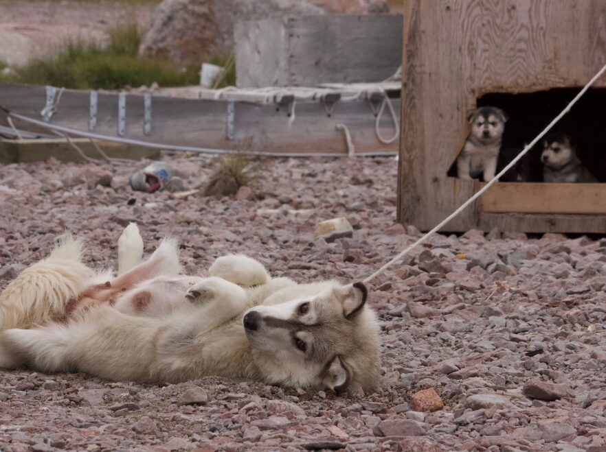 A sled dog and her puppies in Nunavut JG