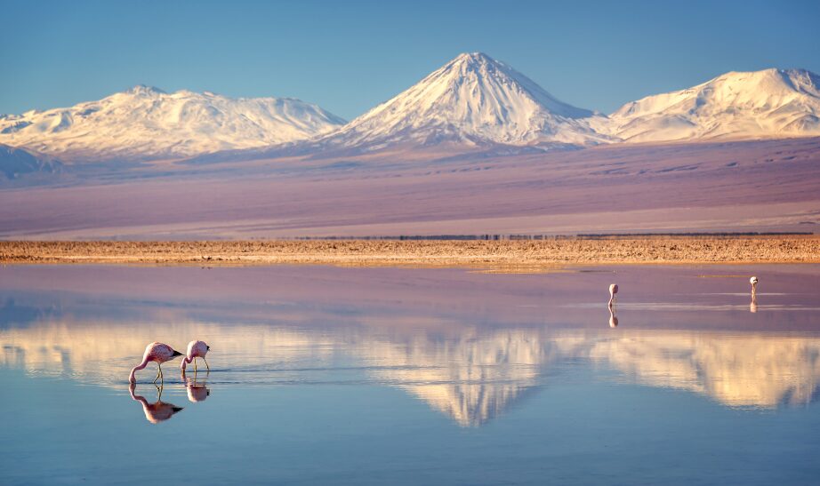 4-getty-atacama-desert-flamingos-1
