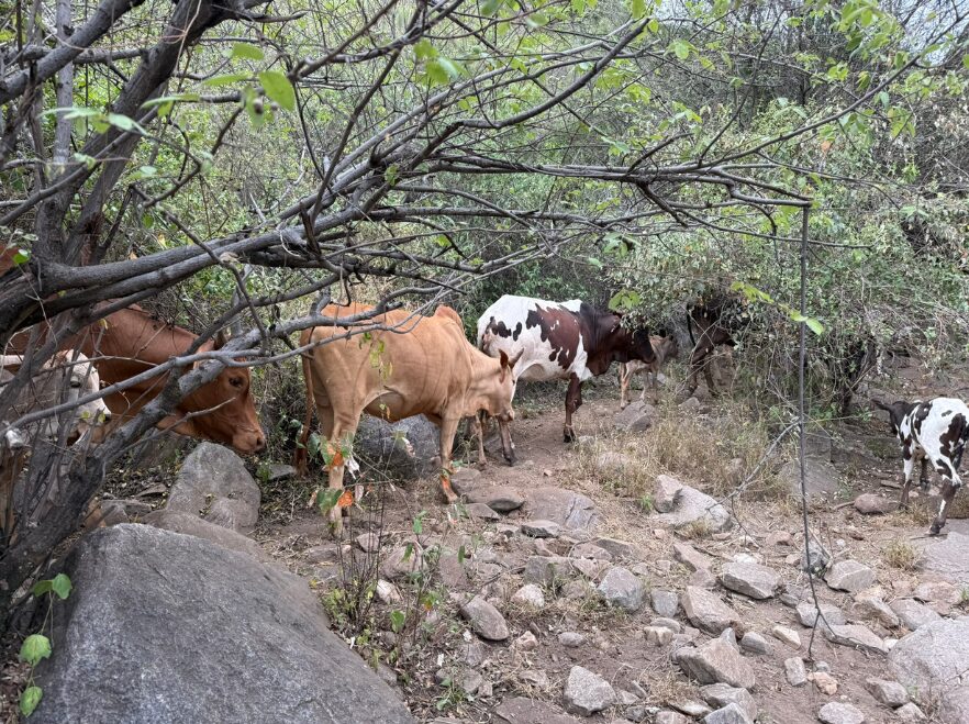 Maasai cattle in the Gol Mountains, Tanzania