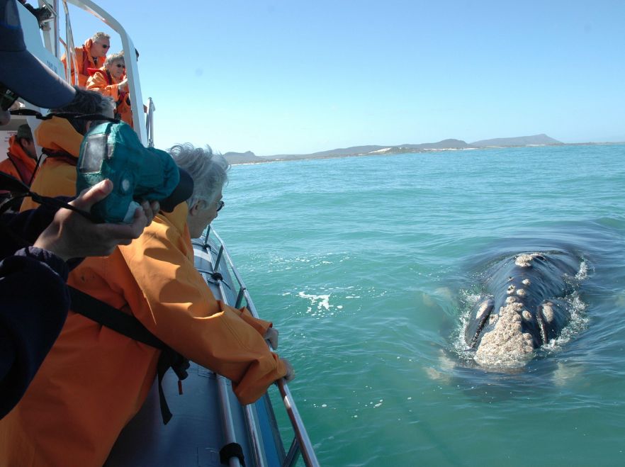 Whale watching on the Garden Route