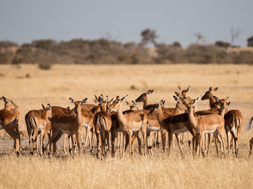 Savute Elephant Lodge, Chobe, Botswana