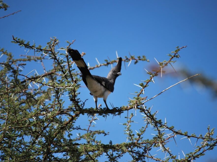 Birdlife in Laikipia