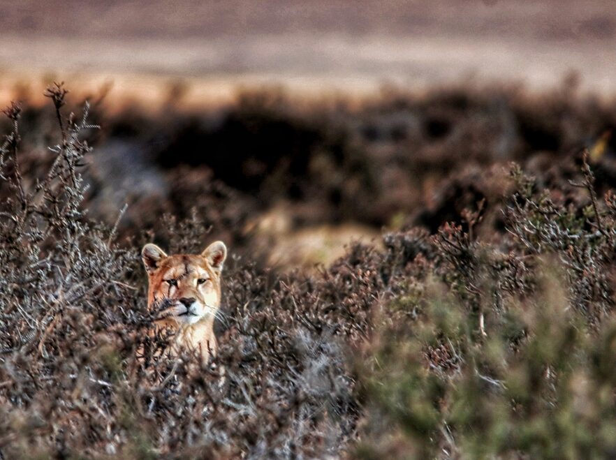Puma spotted in Torres del Paine