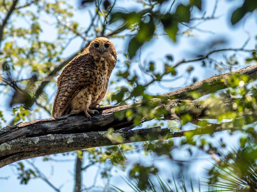 Pel's fishing owl, Victoria Falls GETTY