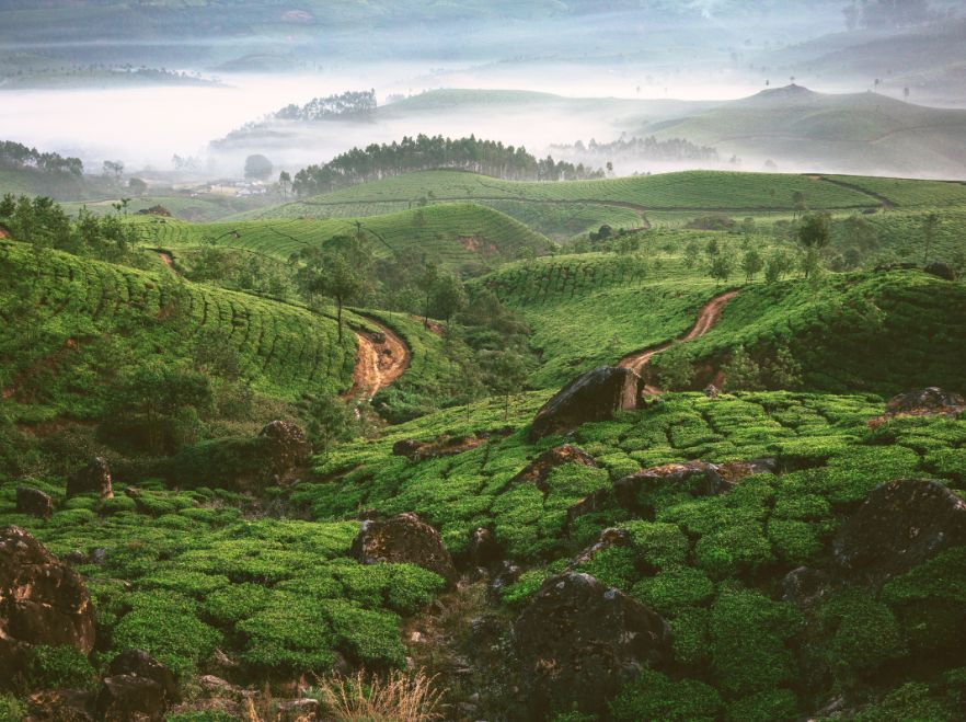Tea plantations of Kerala GETTY