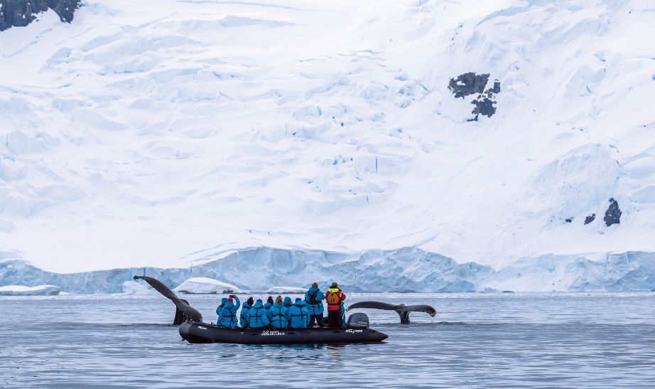 Whale watching close up in Antarctica - SWANN