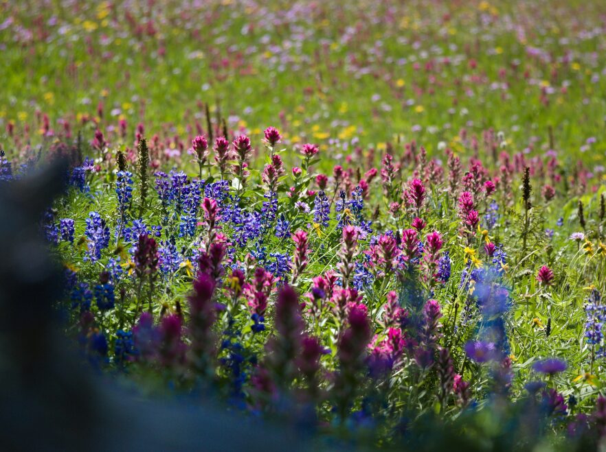 Spring flowers in Big Sky, Montana