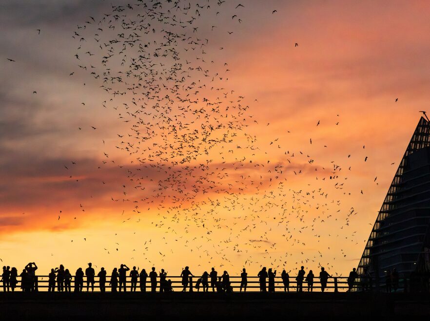 The bats of Austin, Texas