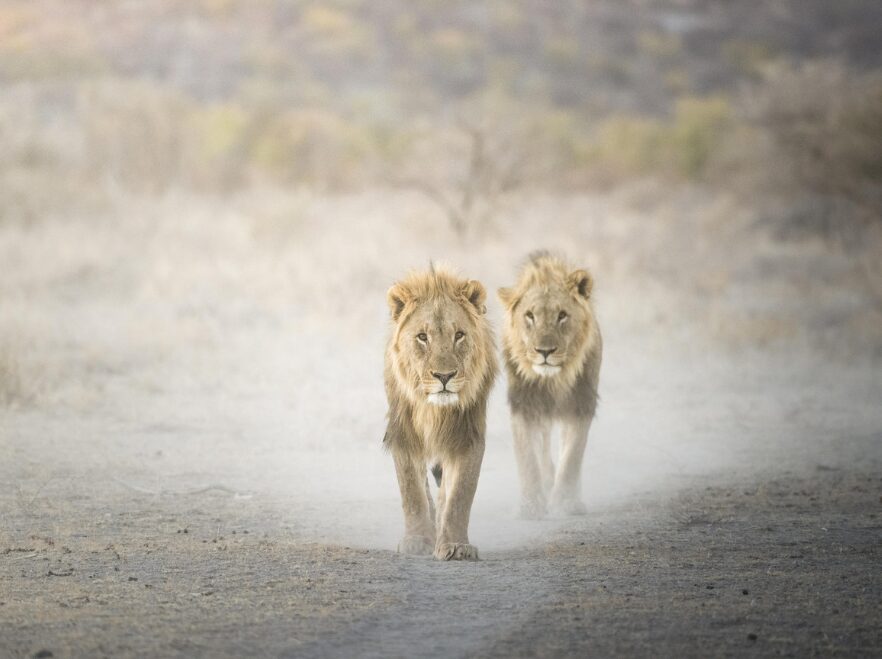 Lions near Ongava Lodge