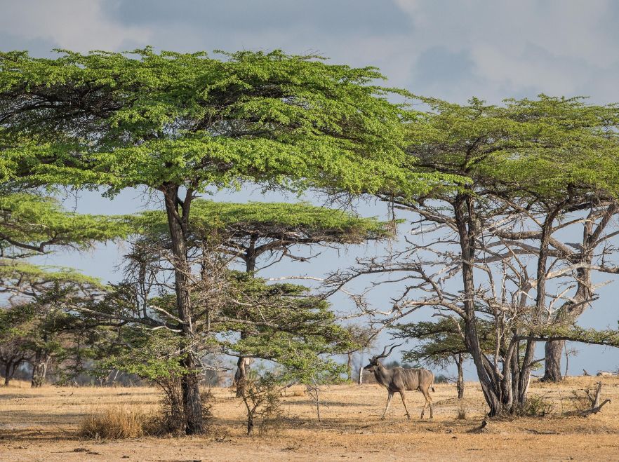 Sand Rivers Selous, Tanzania