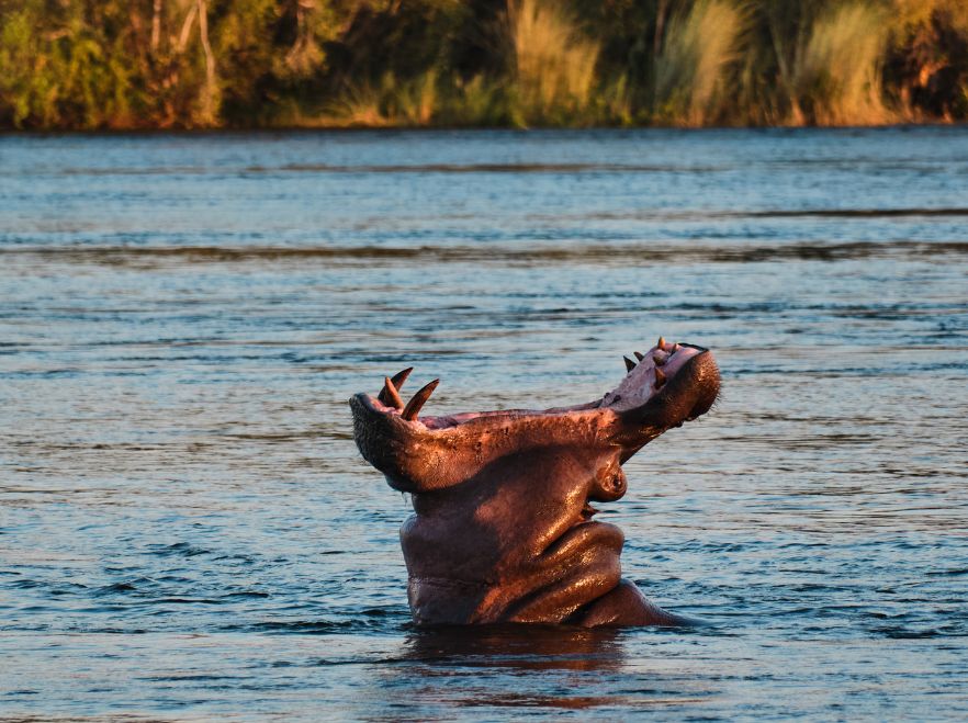 A hippo near Victoria Falls GETTY